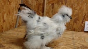 Paint Sikie Rooster
