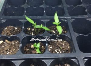 How to Transplant Started Plants