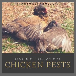 Chicken Lice and Chicken Mites