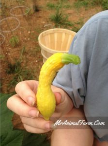 yellow crookneck squash