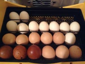 hatching eggs in incubator