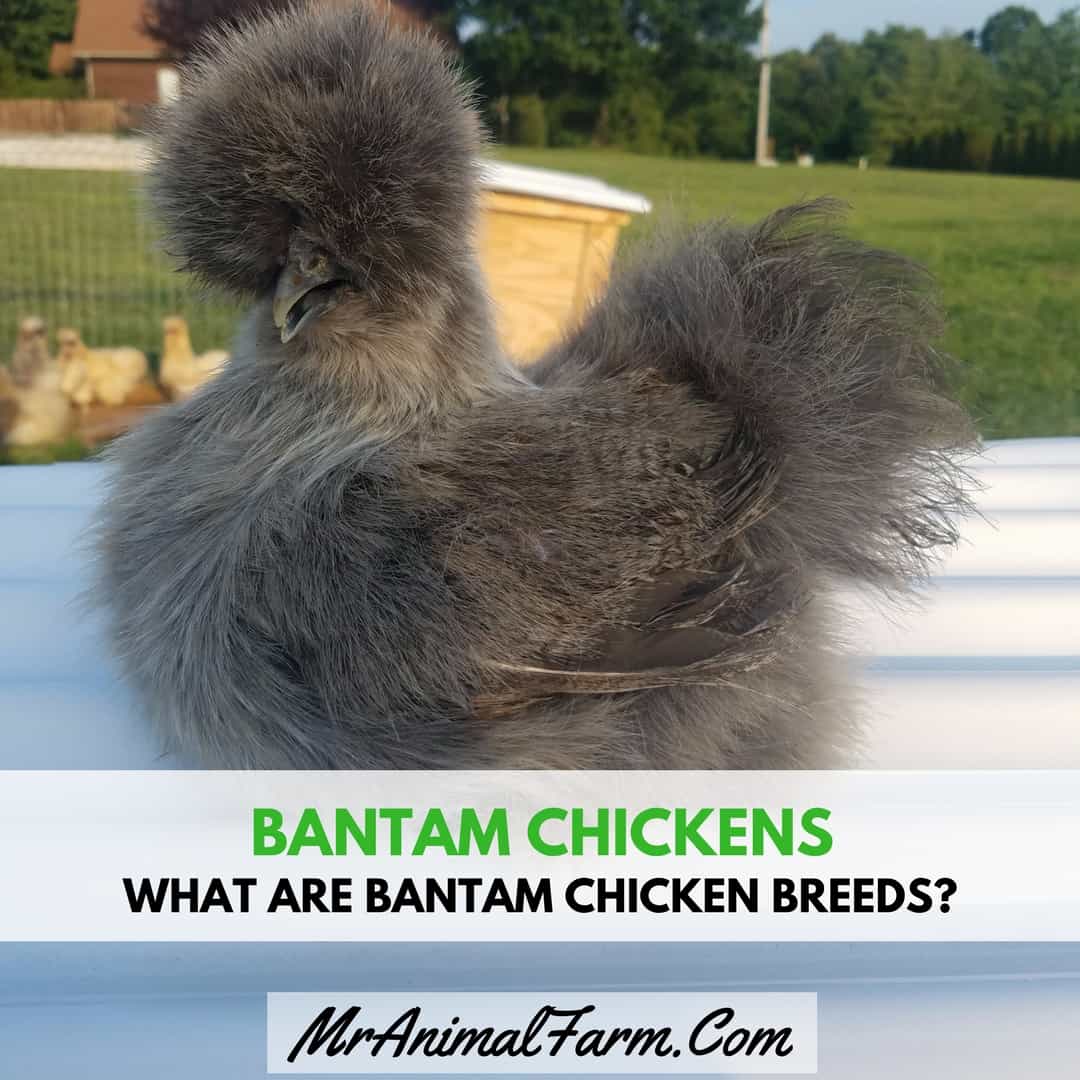Bantam Chickens What Are Bantam Chicken Breeds?