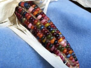 Glass Gem Corn