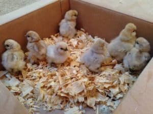 silkie chicks in box