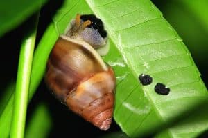 slug on plant leaf
