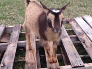 Nigerian Dwarf Goat