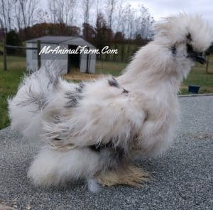 Silkie-Chickens