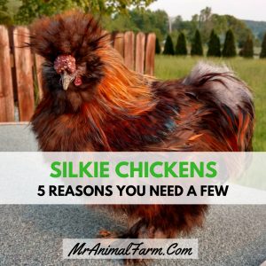 Silkie Chickens