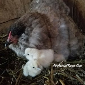 hen with two chicks