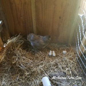 Ameraucana hen with three chicks