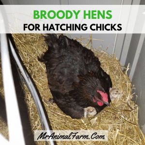 hatching chicks with a broody hen