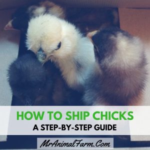 How to Ship Chicks 