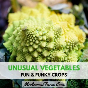 Unusual Vegetables – Fun & Funky Crops to Try Growing feature image with romanesco