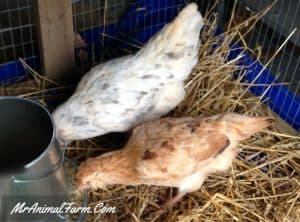 Feeding Chickens