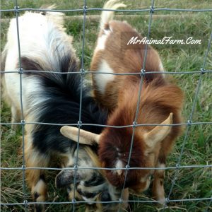 Proper Goat Fencing