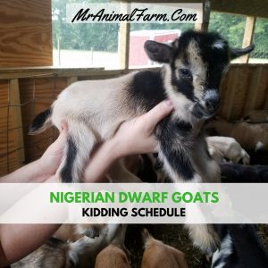 Nigerian Dwarf Goats for sale